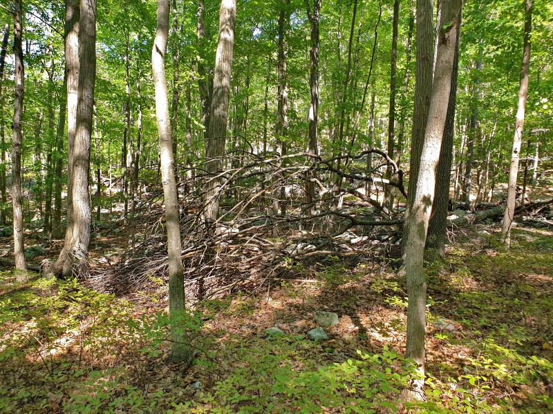/posts/2022/09/20/harriman-state-park/img/20220920_144740.jpg