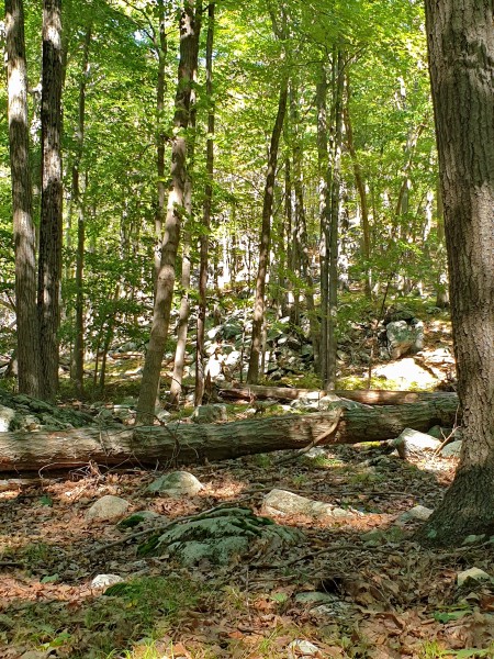 /posts/2022/09/20/harriman-state-park/img/20220920_144846.jpg