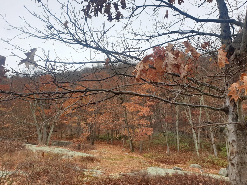 /posts/2022/11/06/harriman-state-park/img/20221106_130743.jpg