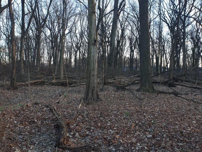 Artesian Fields County Park (дикий лес)