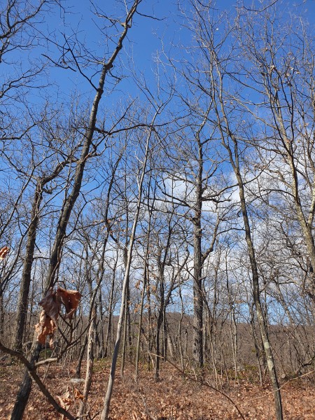 /posts/2023/02/15/norvin-green-state-forest/img/20230215_114429.jpg