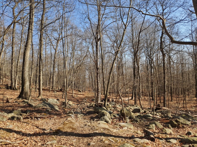 /posts/2023/02/15/norvin-green-state-forest/img/20230215_142456_1.jpg