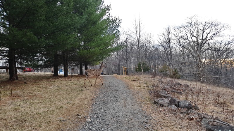 High Mountain Preserve (Wayne)