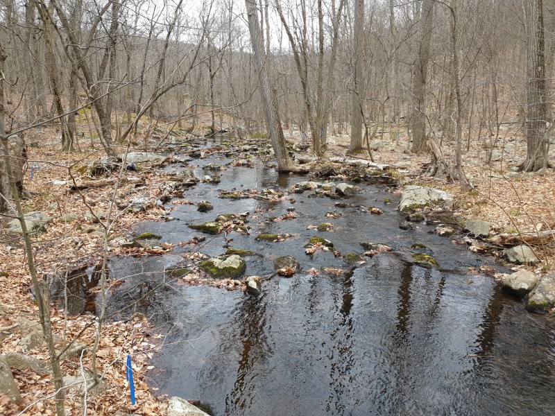 Ручей Bear Swamp Brook