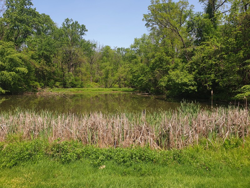 Upper Pond (Holmdel, NJ)