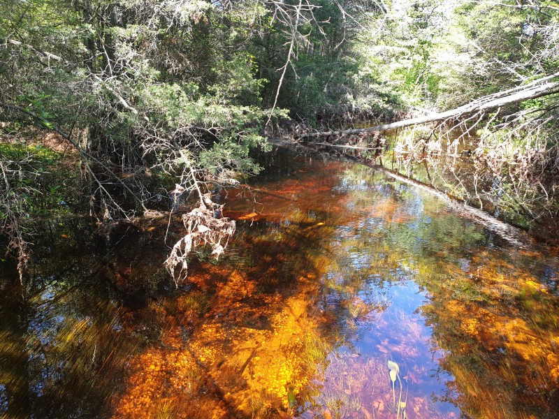 Река North Branch Forked River