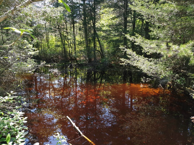 Река North Branch Forked River