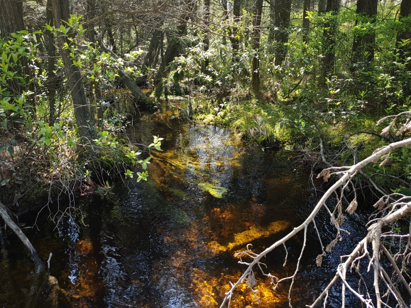 Река North Branch Forked River