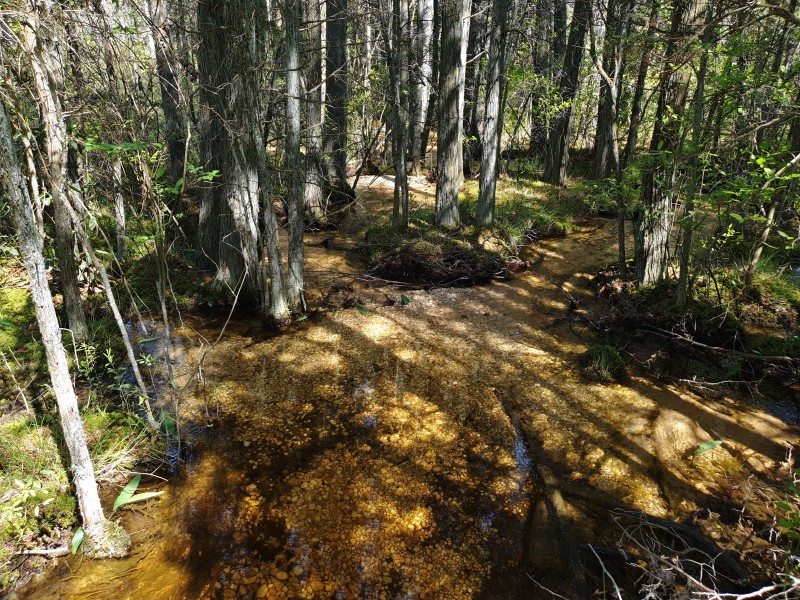 Река North Branch Forked River