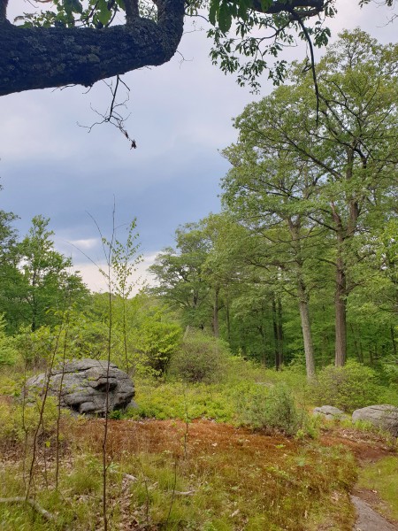/posts/2023/06/19/camping-in-harriman-state-park-day1/img/20230619_182152.jpg