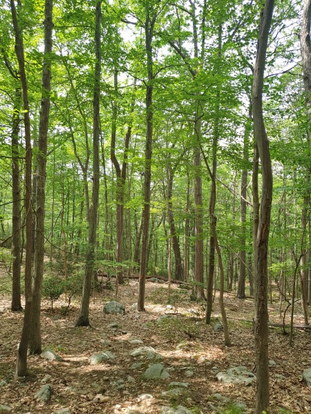 /posts/2023/06/20/camping-in-harriman-state-park-day2/img/20230620_143332_2.jpg