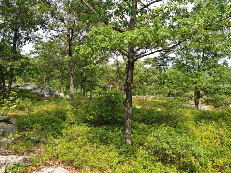 /posts/2023/06/20/camping-in-harriman-state-park-day2/img/20230620_153701_2.jpg