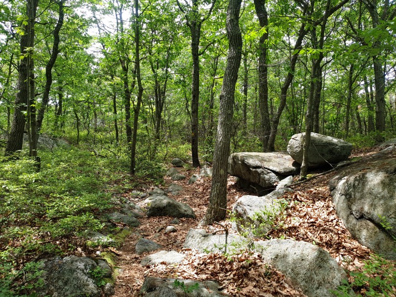 /posts/2023/06/21/camping-in-harriman-state-park-day3/img/20230621_121949_2.jpg