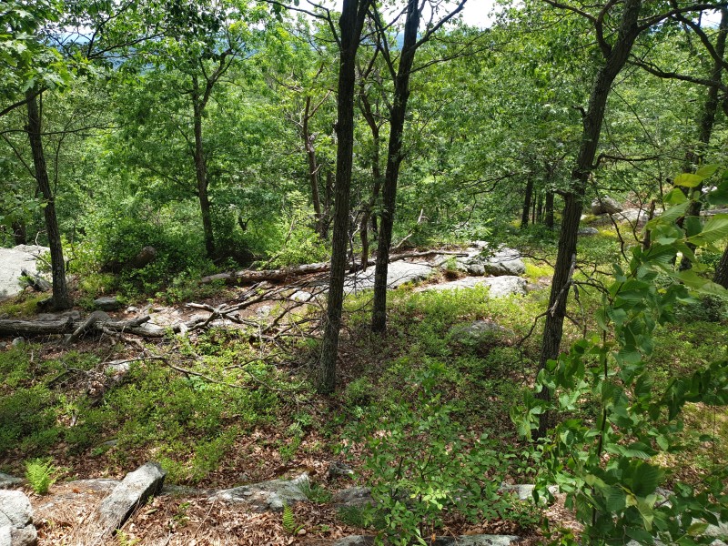 /posts/2023/06/21/camping-in-harriman-state-park-day3/img/20230621_123137_2.jpg