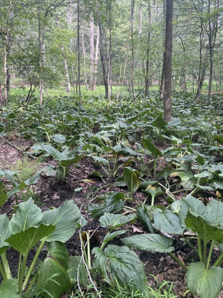 /posts/2023/07/15/high-mountain-preserve-wayne/img/20230715_155037_IMG_3276.jpg