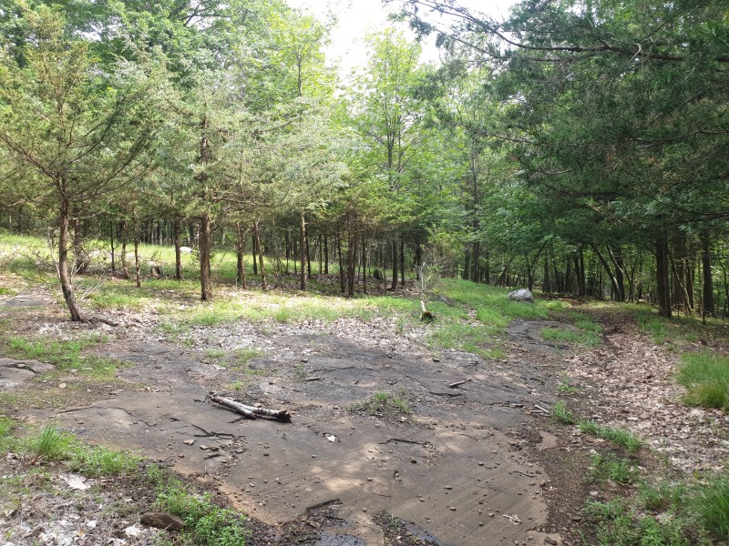 /posts/2023/07/15/high-mountain-preserve-wayne/img/20230715_160049_2.jpg