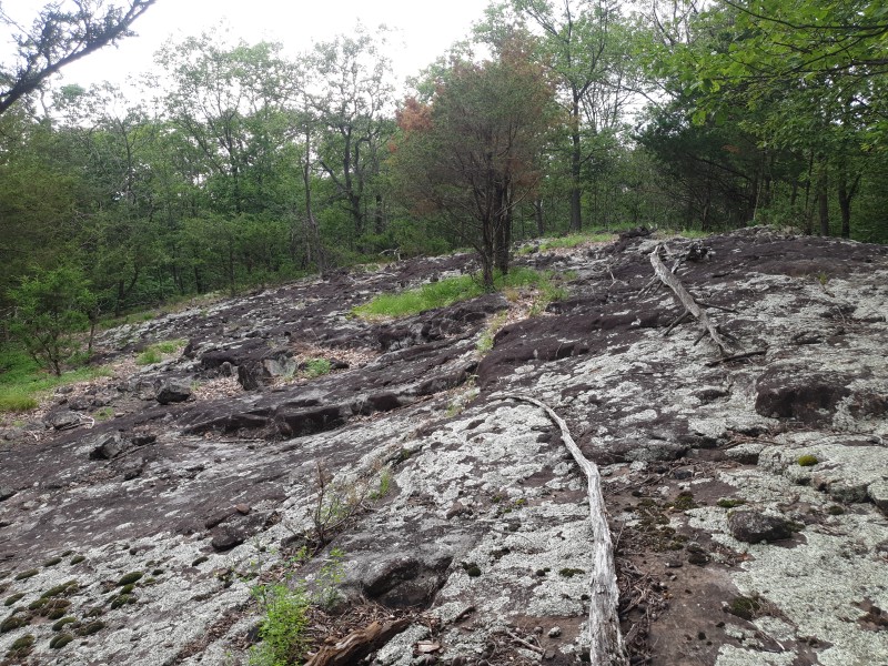 /posts/2023/07/15/high-mountain-preserve-wayne/img/20230715_172042_2.jpg