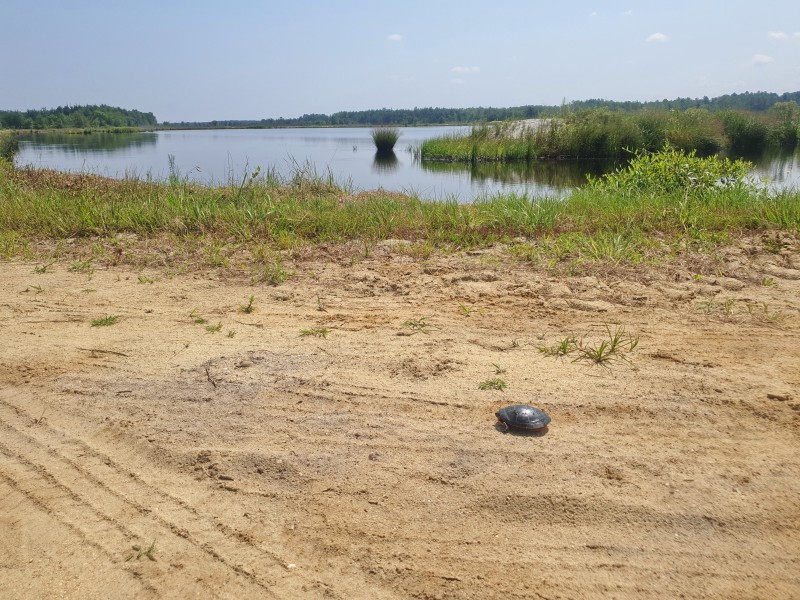 Перекресток с черепахой