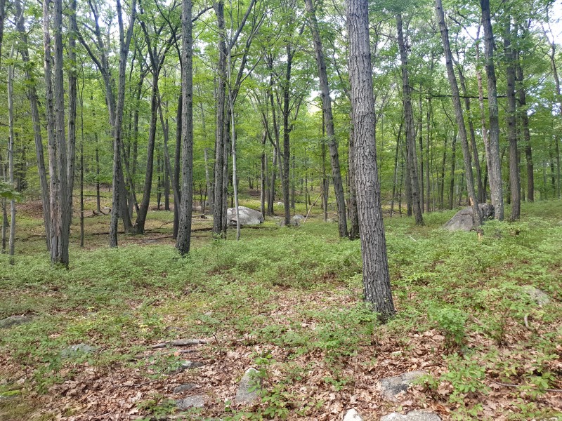 /posts/2023/08/27/harriman-state-park-day1/img/20230827_161704_2.jpg