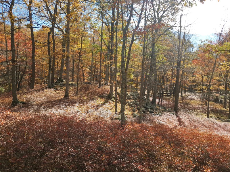 /posts/2023/10/25/harriman-state-park-day2/img/20231025_120327_1.jpg