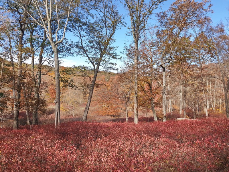 /posts/2023/10/25/harriman-state-park-day2/img/20231025_130057_2.jpg