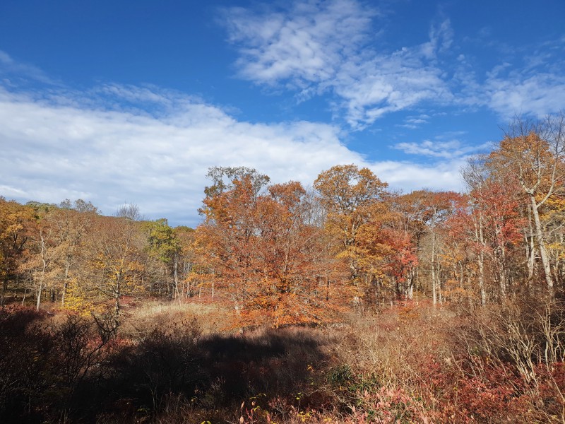/posts/2023/10/25/harriman-state-park-day2/img/20231025_133131_2.jpg