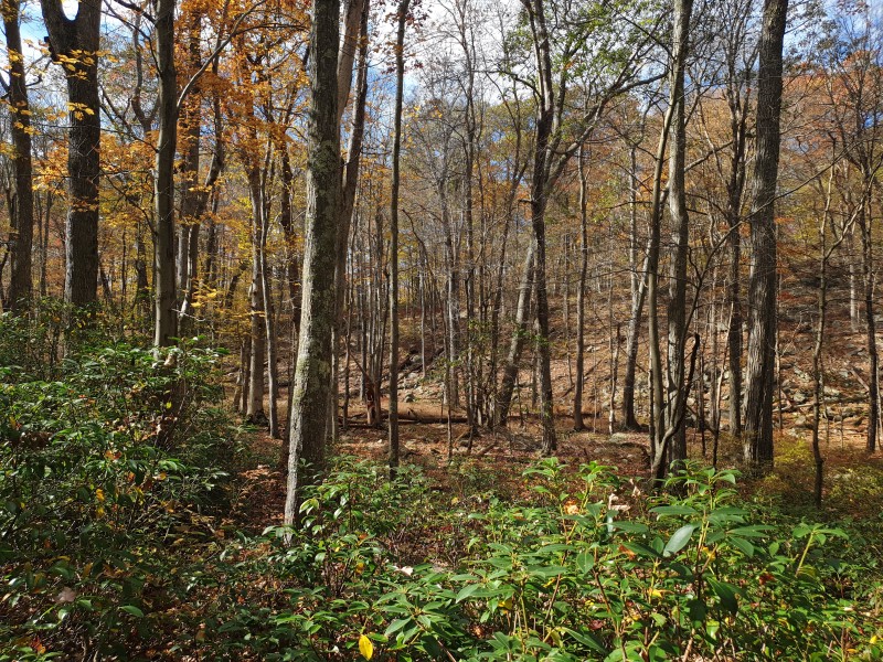 /posts/2023/10/25/harriman-state-park-day2/img/20231025_134340_1.jpg