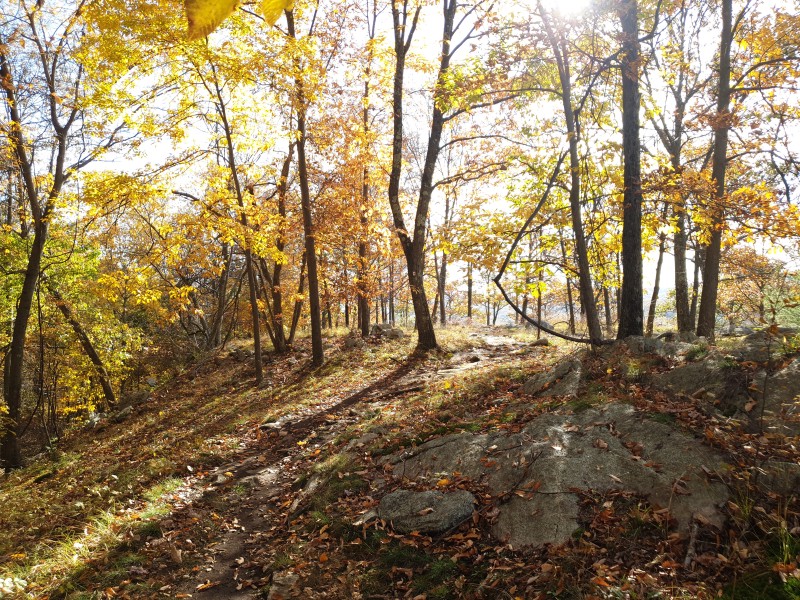 /posts/2023/10/25/harriman-state-park-day2/img/20231025_152339_3.jpg