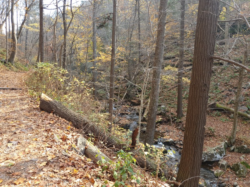 Dunnfield Creek