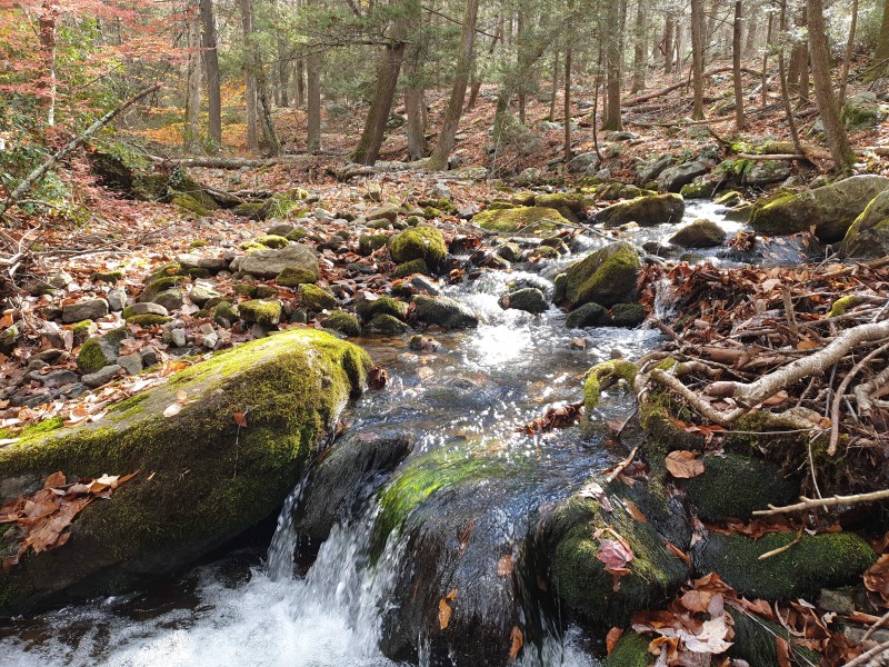Dunnfield Creek