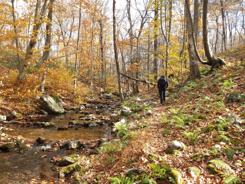 Dunnfield Creek