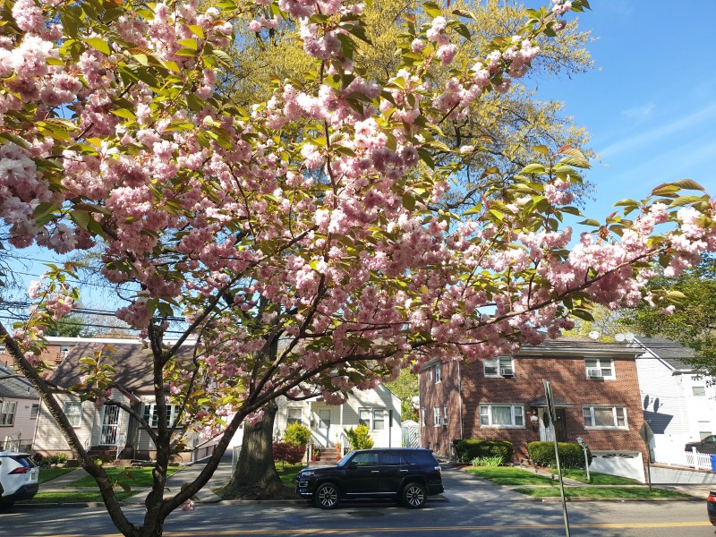 /posts/2024/04/26/cherry-blossom/img/20240426_163513_2.jpg