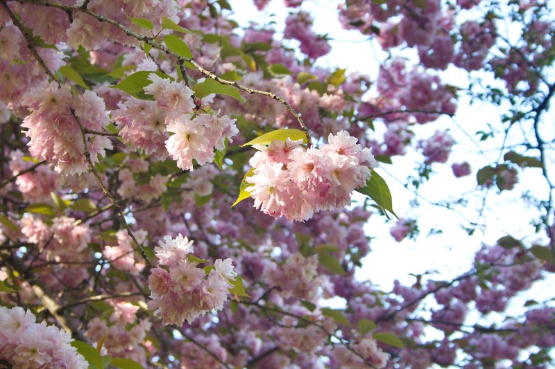 /posts/2024/04/26/cherry-blossom/img/20240426_164730_I.jpg