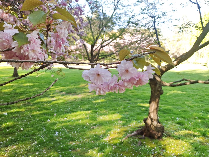 /posts/2024/04/26/cherry-blossom/img/20240426_164823_2.jpg