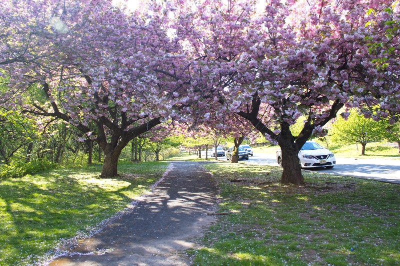 /posts/2024/04/26/cherry-blossom/img/20240426_165334_I.jpg