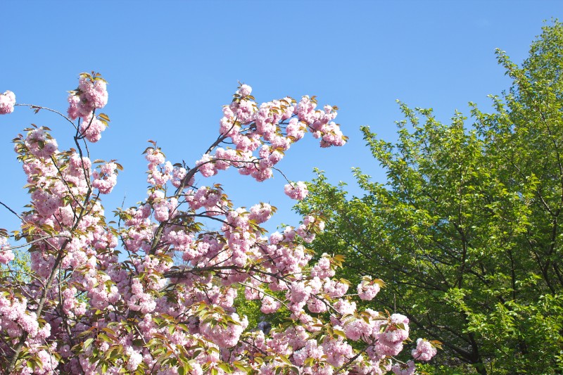 /posts/2024/04/26/cherry-blossom/img/20240426_165546_I.jpg