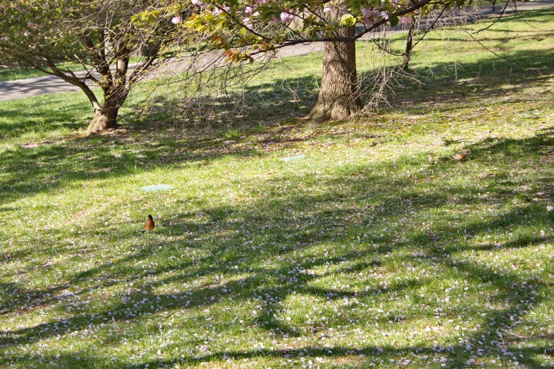 /posts/2024/04/26/cherry-blossom/img/20240426_172427_I.jpg