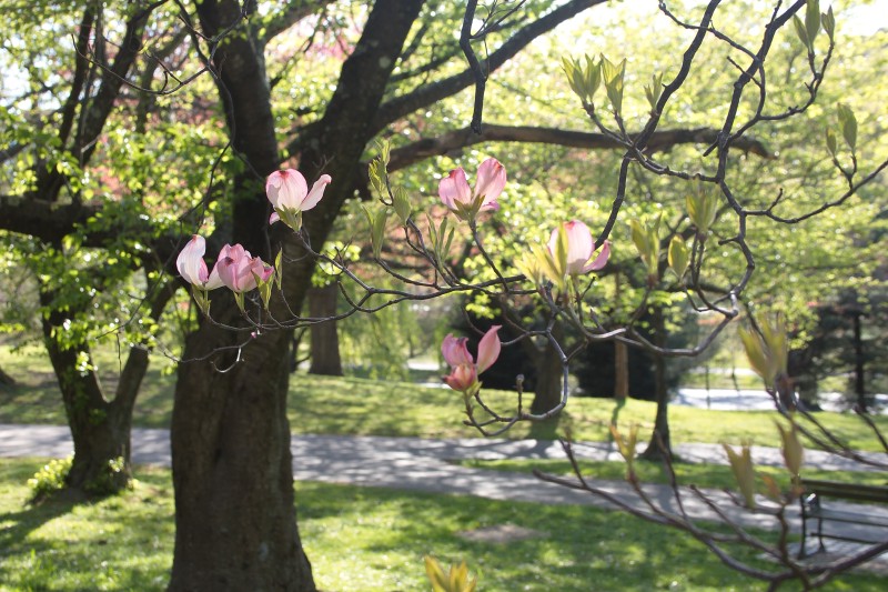 /posts/2024/04/26/cherry-blossom/img/20240426_173049_I.jpg
