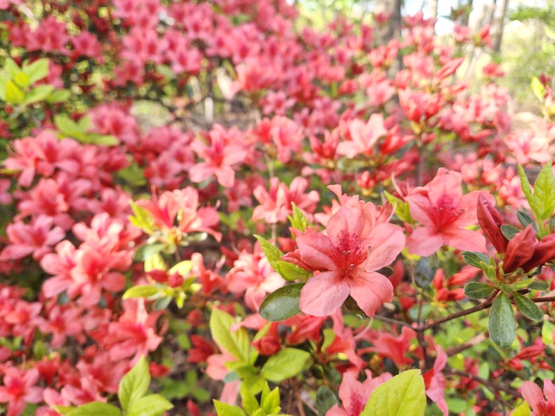 /posts/2024/04/26/cherry-blossom/img/20240426_174536_00.jpg