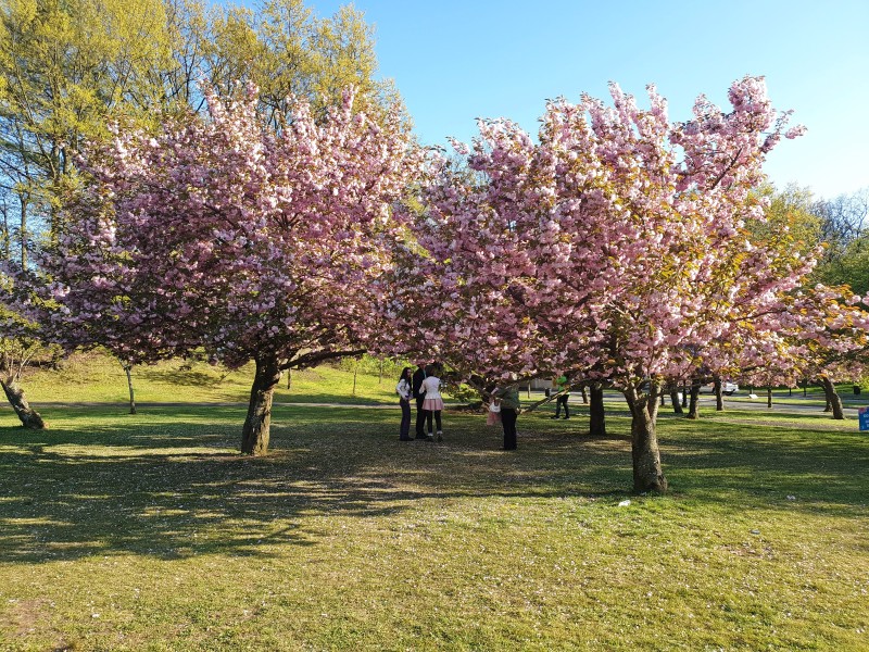 /posts/2024/04/26/cherry-blossom/img/20240426_175820_2.jpg