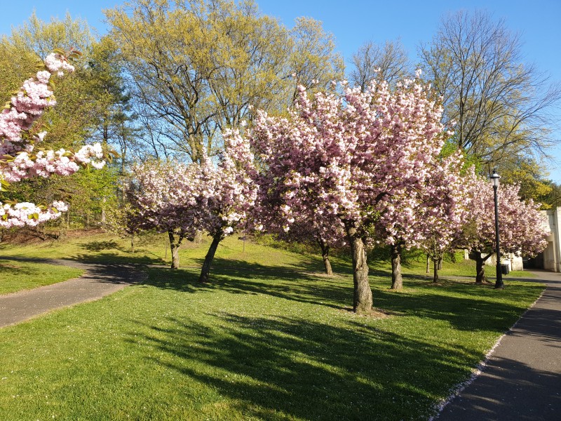 /posts/2024/04/26/cherry-blossom/img/20240426_175945_2.jpg