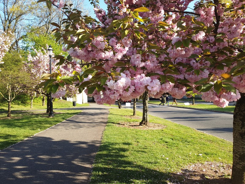 /posts/2024/04/26/cherry-blossom/img/20240426_180034_2.jpg