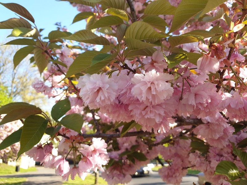 /posts/2024/04/26/cherry-blossom/img/20240426_180043_2.jpg