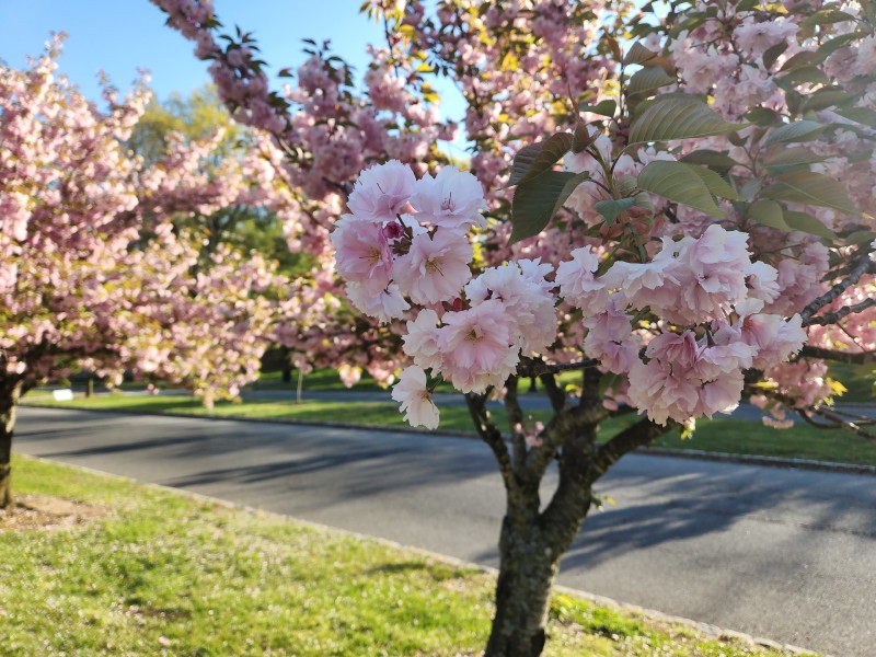 /posts/2024/04/26/cherry-blossom/img/20240426_180108_46.jpg