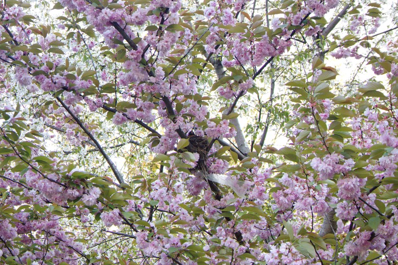 /posts/2024/04/26/cherry-blossom/img/20240426_183732_I.jpg