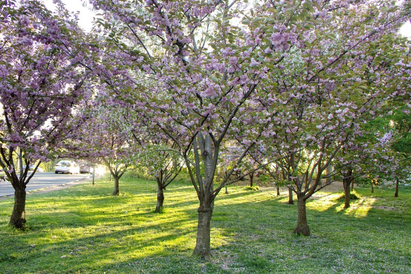 /posts/2024/04/26/cherry-blossom/img/20240426_183738_I.jpg
