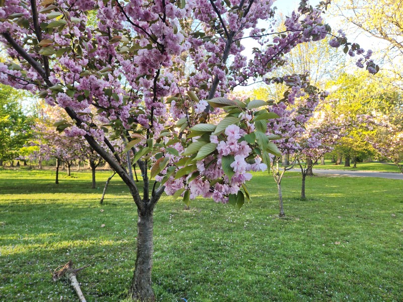 /posts/2024/04/26/cherry-blossom/img/20240426_183752_16.jpg