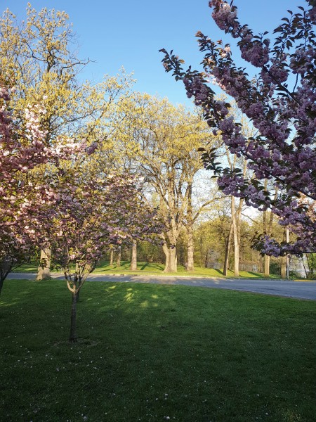 /posts/2024/04/26/cherry-blossom/img/20240426_183856_2.jpg