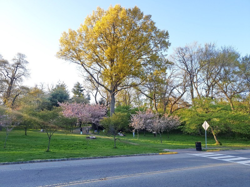 /posts/2024/04/26/cherry-blossom/img/20240426_184408_2.jpg