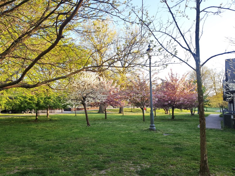 /posts/2024/04/26/cherry-blossom/img/20240426_184632_2.jpg